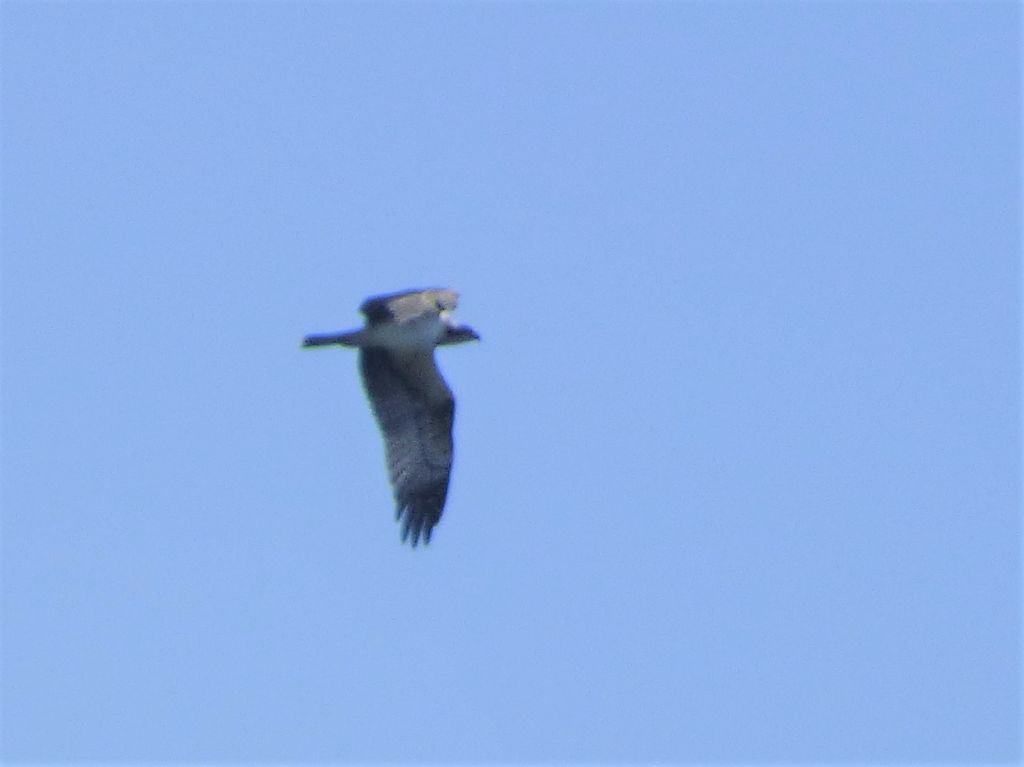 Falco pescatore (Pandion haliaetus)